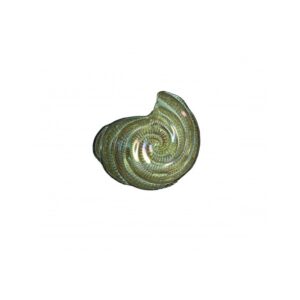 CIOTOLA CHIOCCIOLA CHAMPAGNE VETRO CM 13