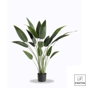 SET 2 PIANTE STRELITZIA CONVASO CM. H120