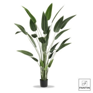 SET 2 PIANTE STRELITZIA CON VASO CM. H180