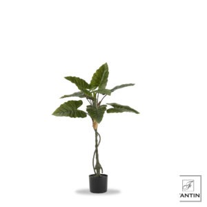 SET 2 PIANTE ALOCASIA CON VASO CM. H90