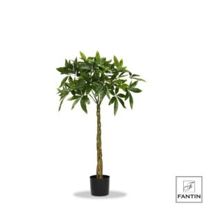 SET 2 PIANTE ALBERO DELLA FORTUNA CON VASO CM.H120